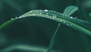 Wat een dakgoot, regenwater en je planten gemeen hebben, lees je hier!