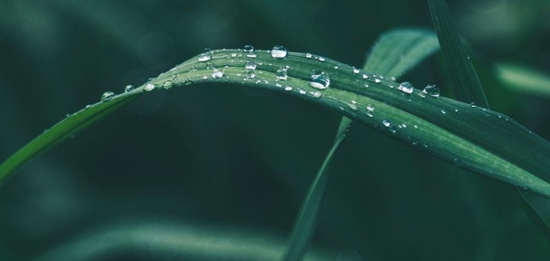 Wat een dakgoot, regenwater en je planten gemeen hebben, lees je hier!