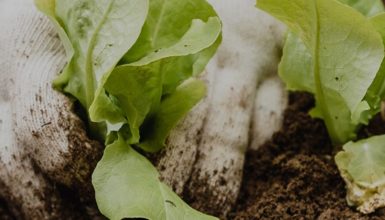 tuin renoveren kosten