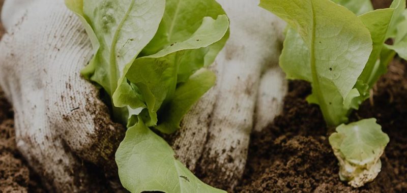 tuin renoveren kosten