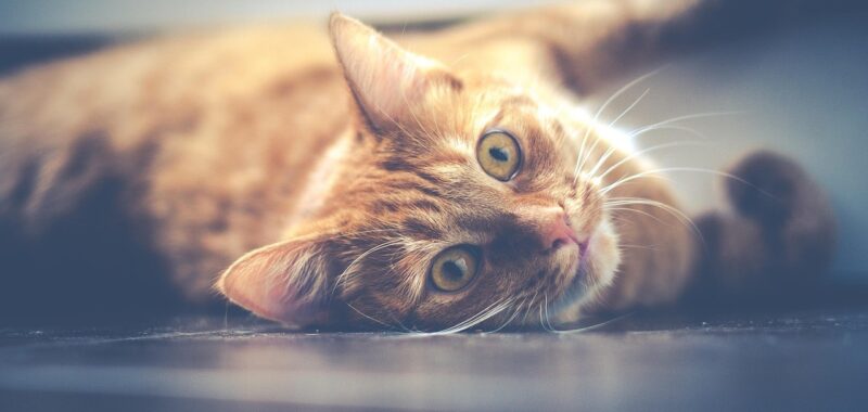 kat op verwarming